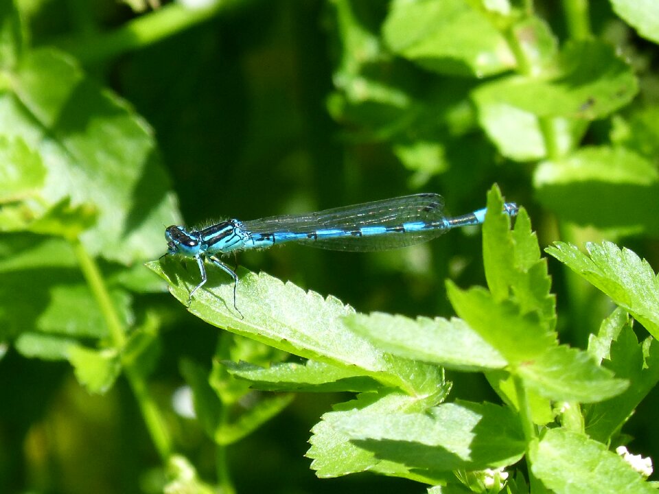 Dragonfly blue dragonfly flying insect