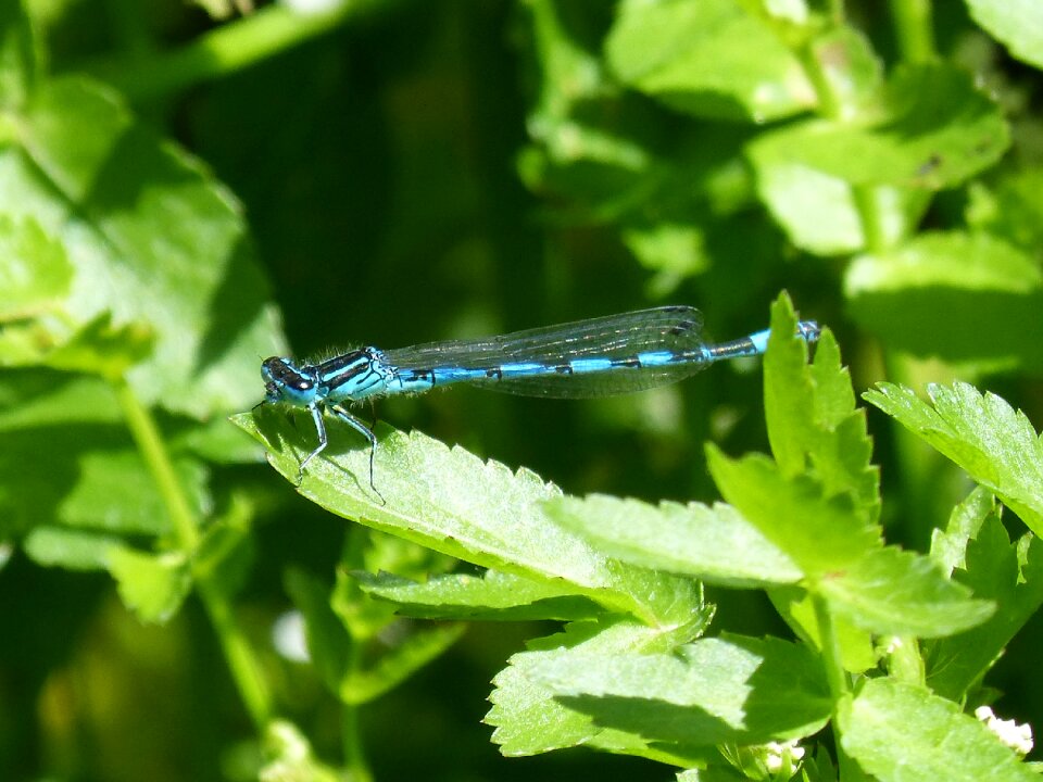 Dragonfly blue dragonfly flying insect photo