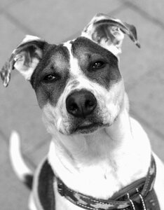 Canine bull arab pet