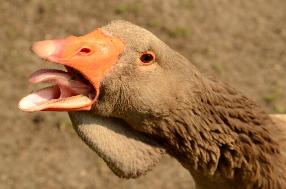 Tongue nature animal