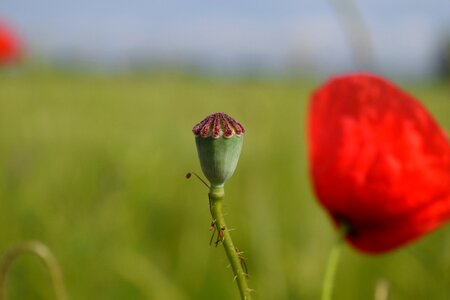 Capsule red poppy boll photo