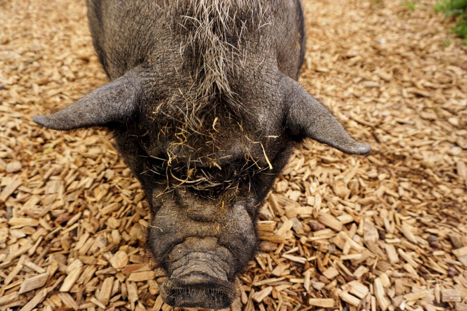 Farm animal mammal