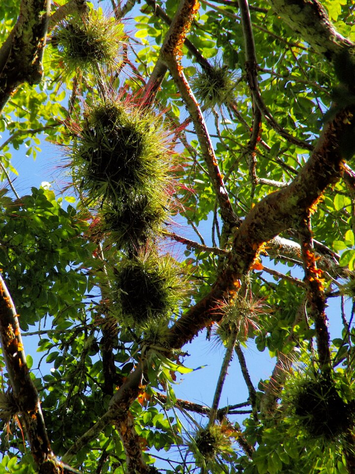 Suspension plants foliage