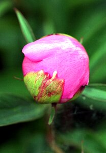 Petals flowers nature