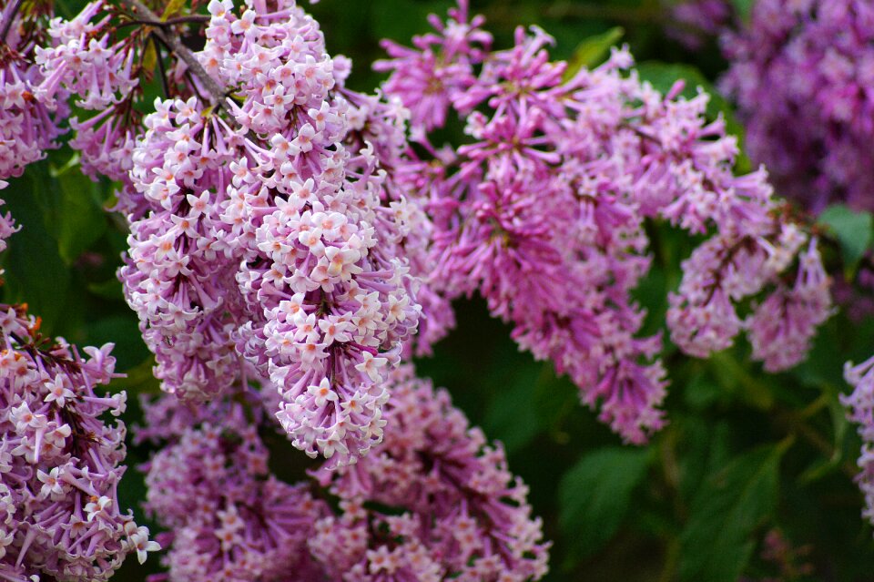 Spring garden pink