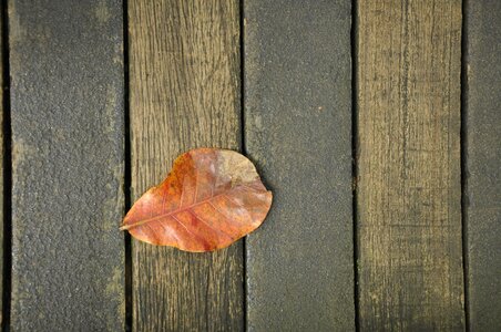 The leaves wood background autumn photo