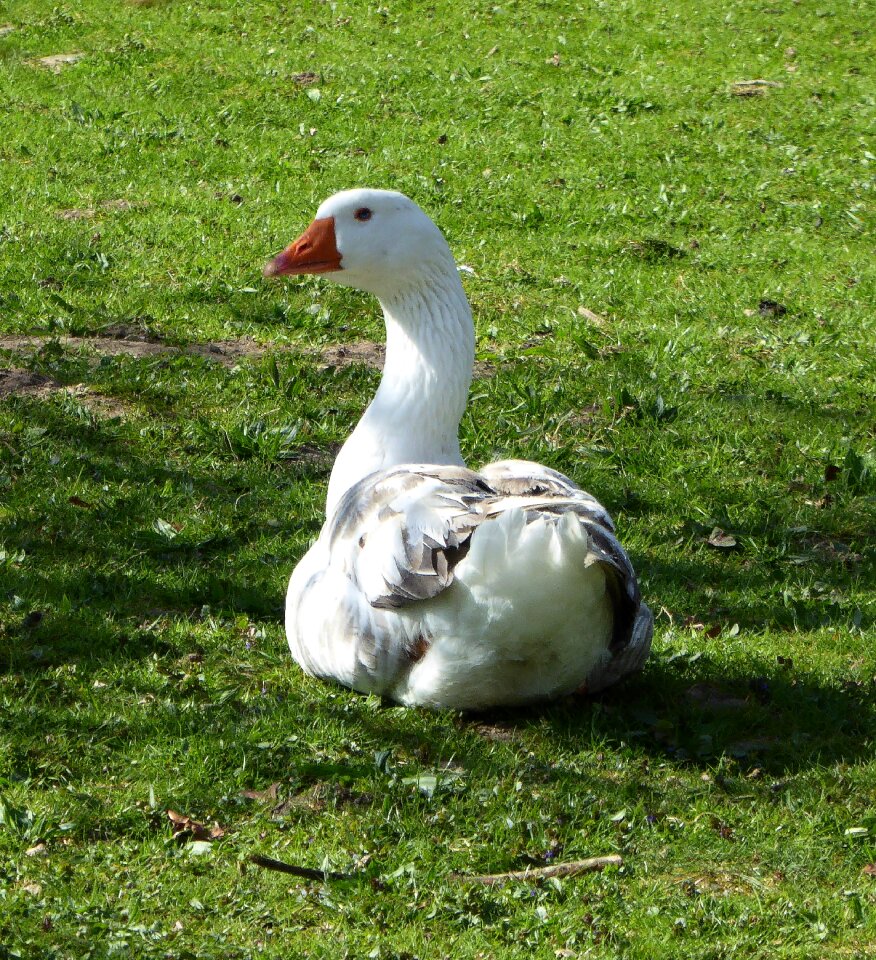 Poultry organic poultry nature