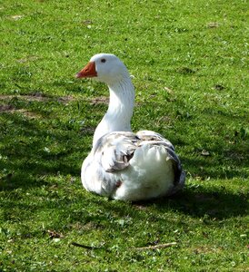 Poultry organic poultry nature