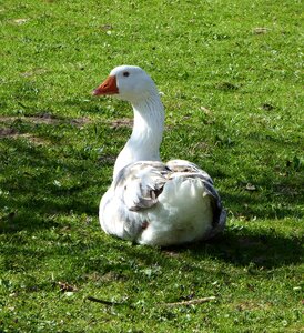 Poultry organic poultry nature photo