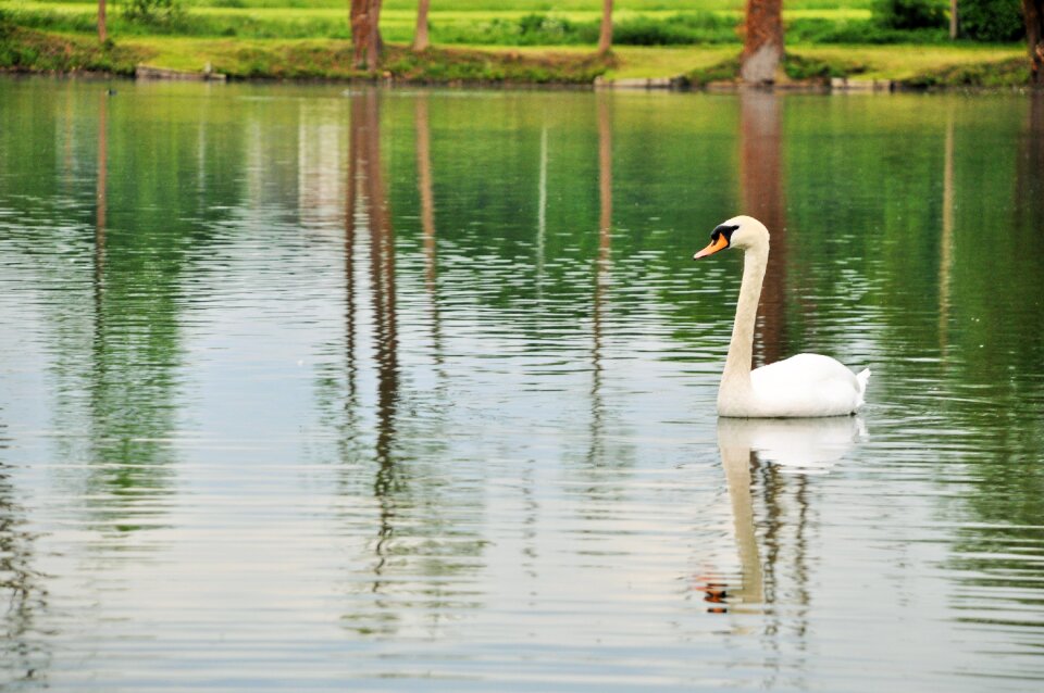 White animals bird