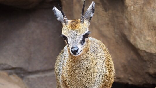 Animal nature wildlife