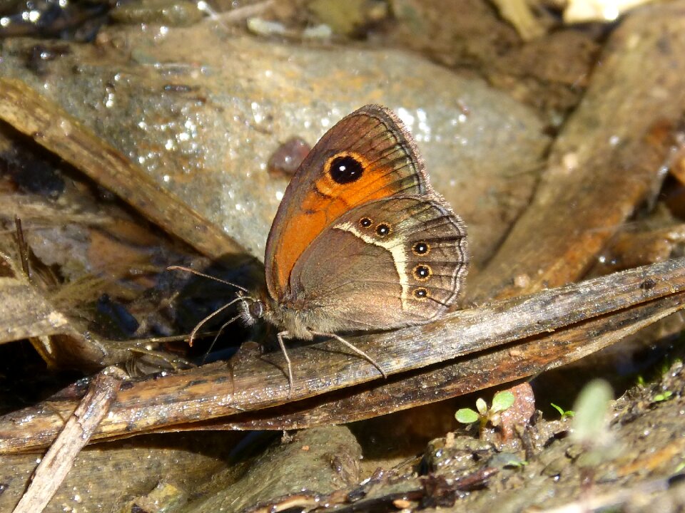 Butterfly lobito list cintada saltabardisses