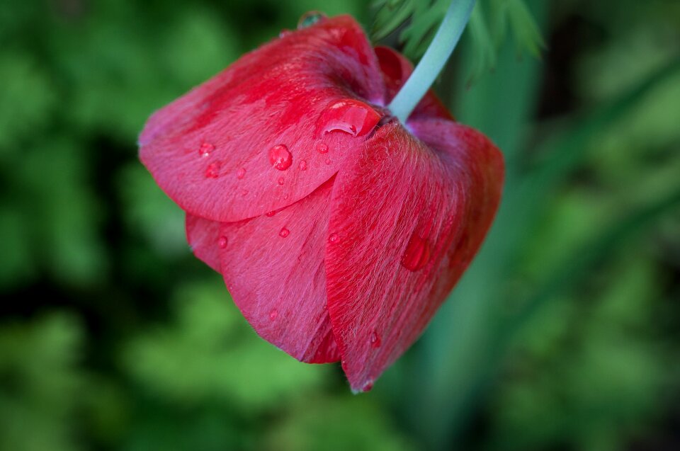 Red blossom bloom photo