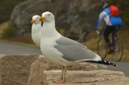 Cyclist nature white