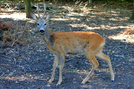 Antler nature mammal