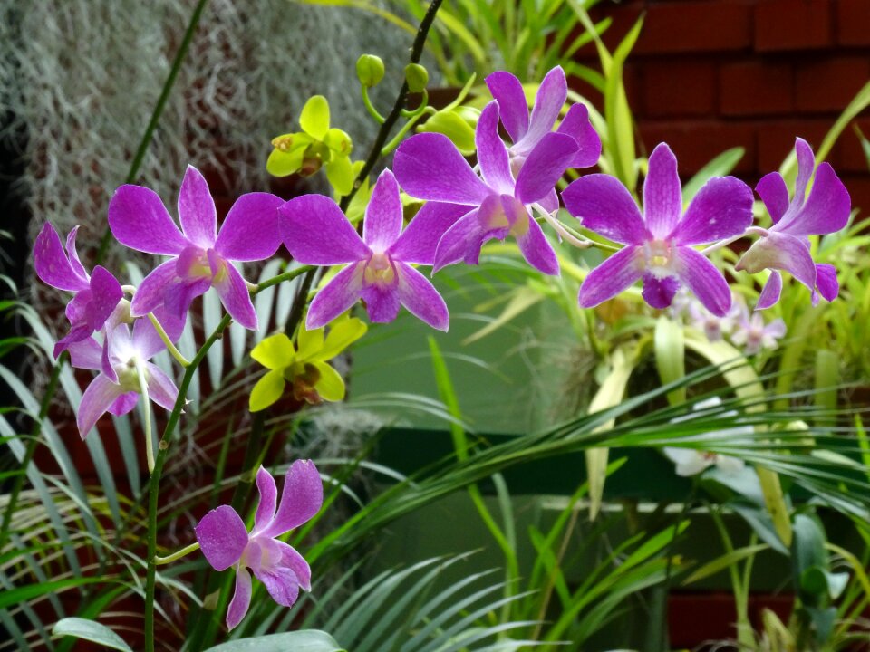 Orchid purple flower exotic