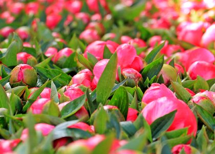 Spring peony bud blossom