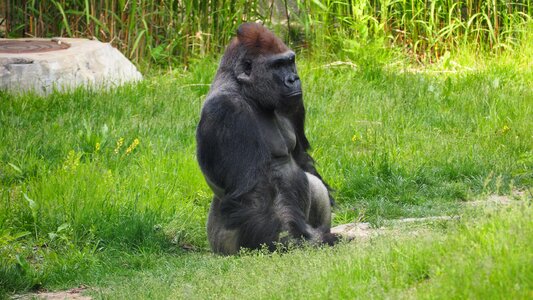 Face primate animal
