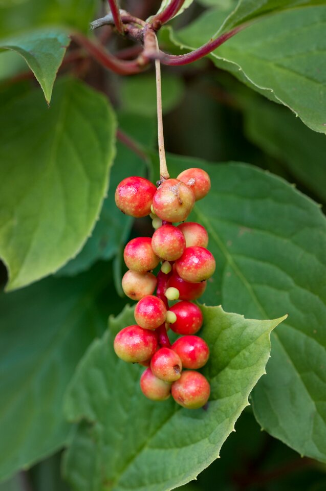 Edible berries fruits