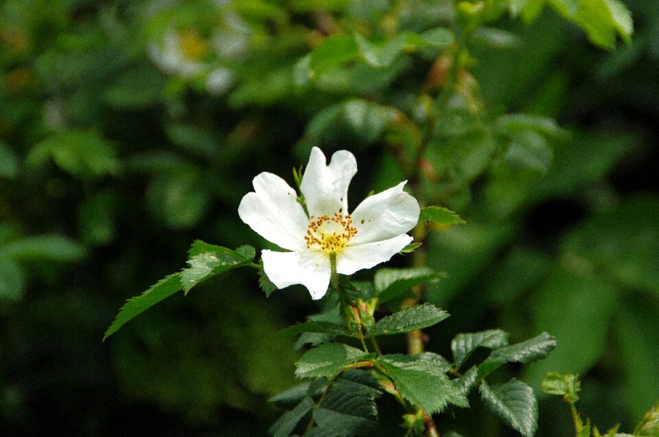 Rosacea white petals flowering