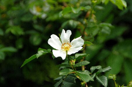 Rosacea white petals flowering