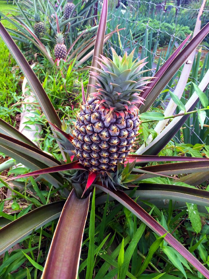 Plant green tropical