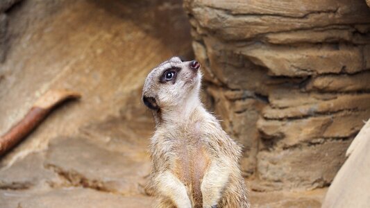 Wild mammal african photo