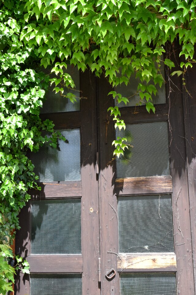 Plant leaves wild
