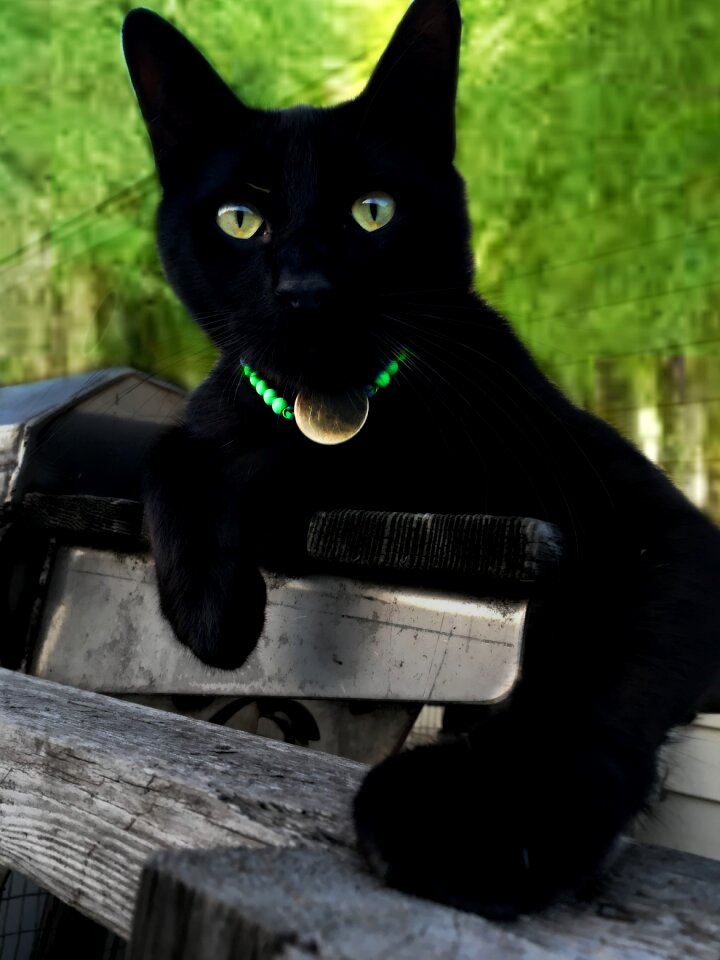 Feline abandoned domestic black