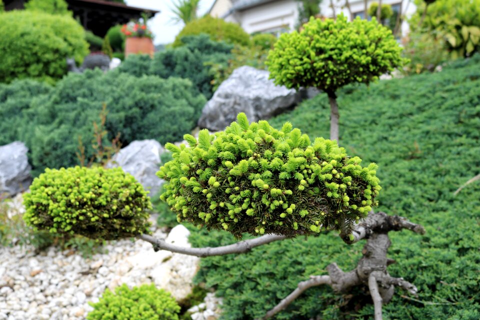 Engine sprout pine top