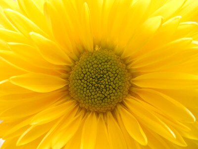 Plant yellow plant yellow plants
