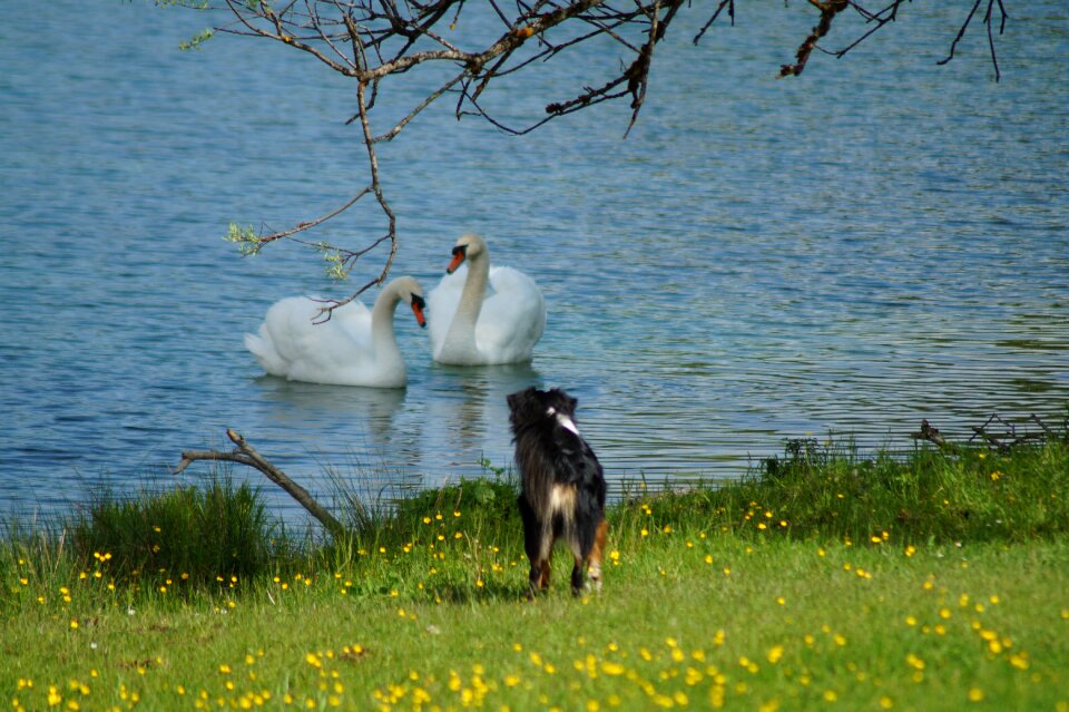 Lake encounter animals