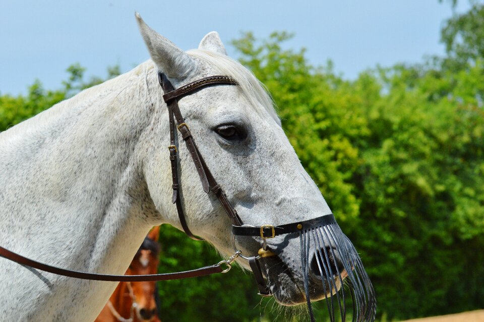 Animal white horse nature
