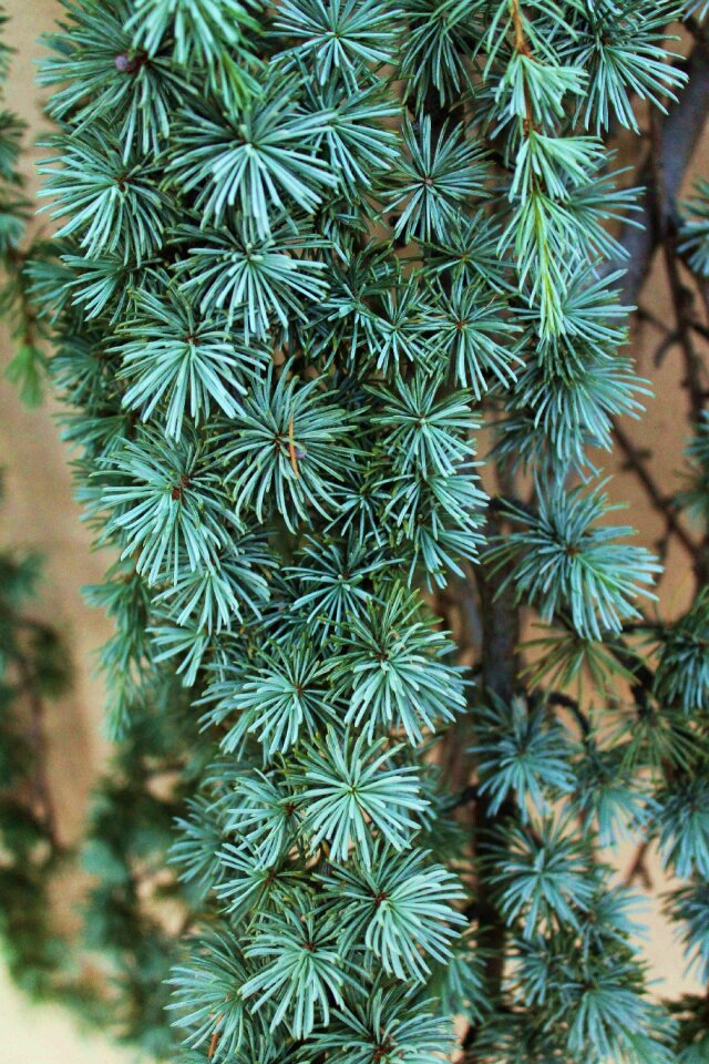 Pine needles branches evergreen
