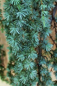 Pine needles branches evergreen photo