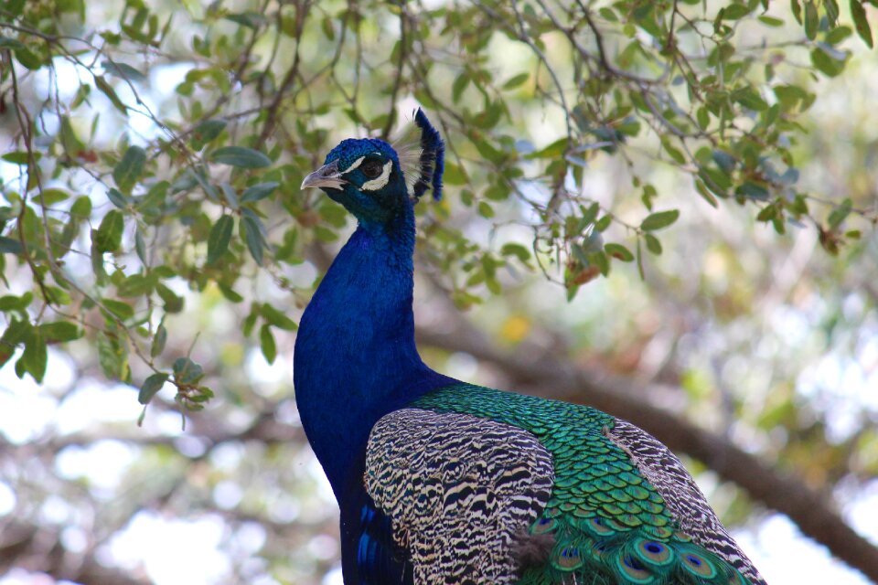 California peacock