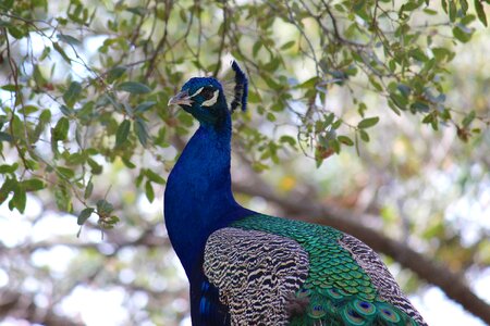 California peacock