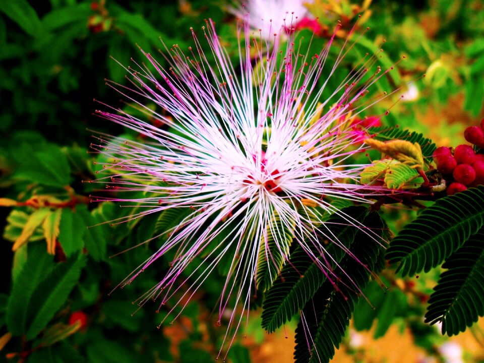 Brazilian landscape beautiful flora
