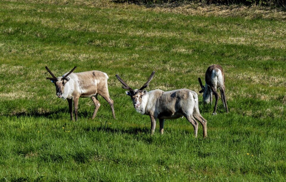 Mammal nature wild