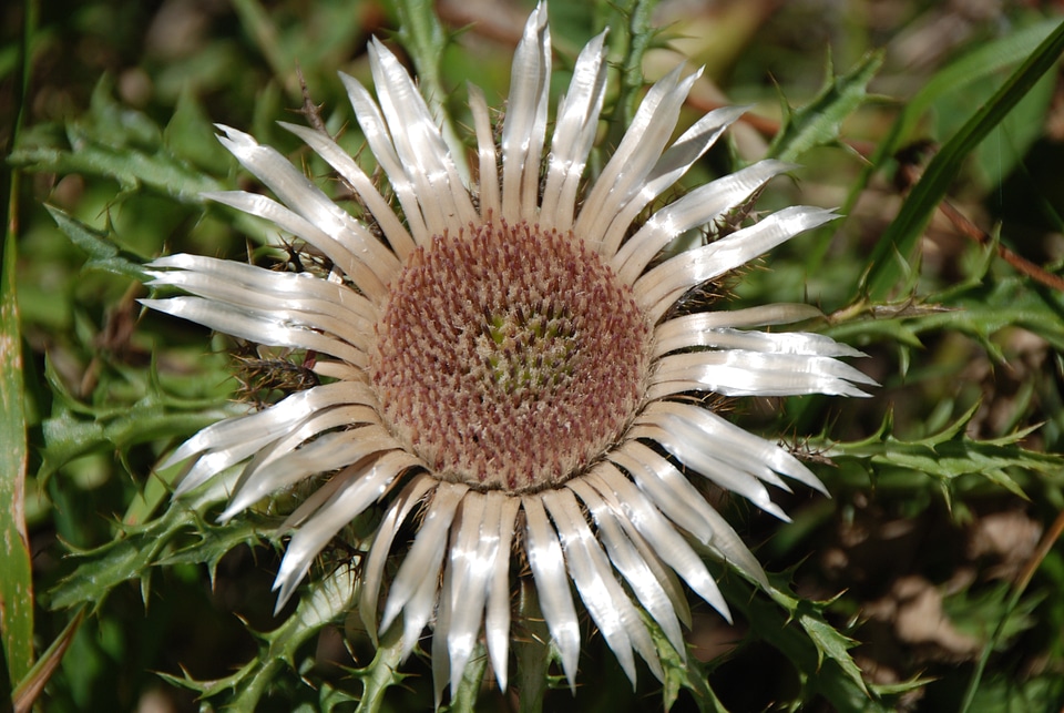Nature almen prickly