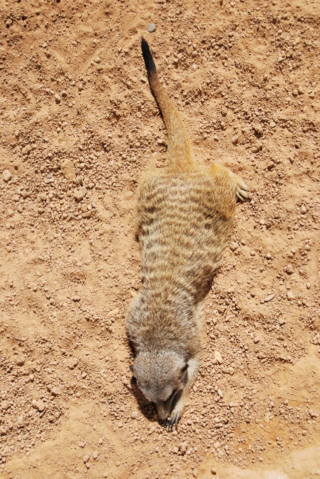 Wildlife nature mammal