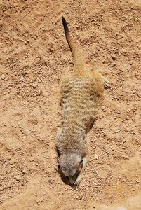 Wildlife nature mammal