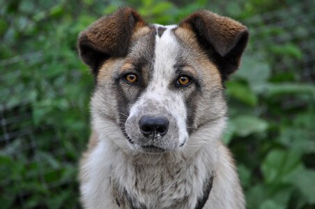 Animal portrait face