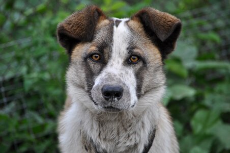 Animal portrait face photo