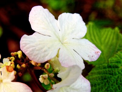 Nature plant summer photo