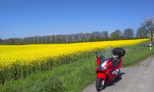 Oilseed rape field spring
