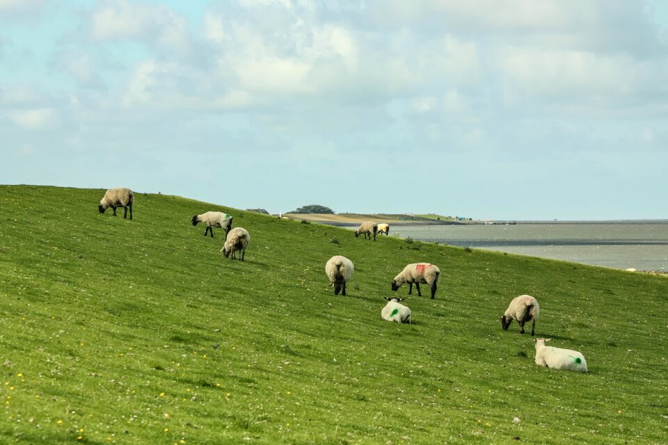 Pellworm island north sea