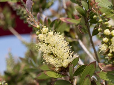 Plant floral bloom
