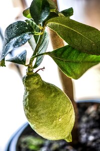 Plant agriculture food