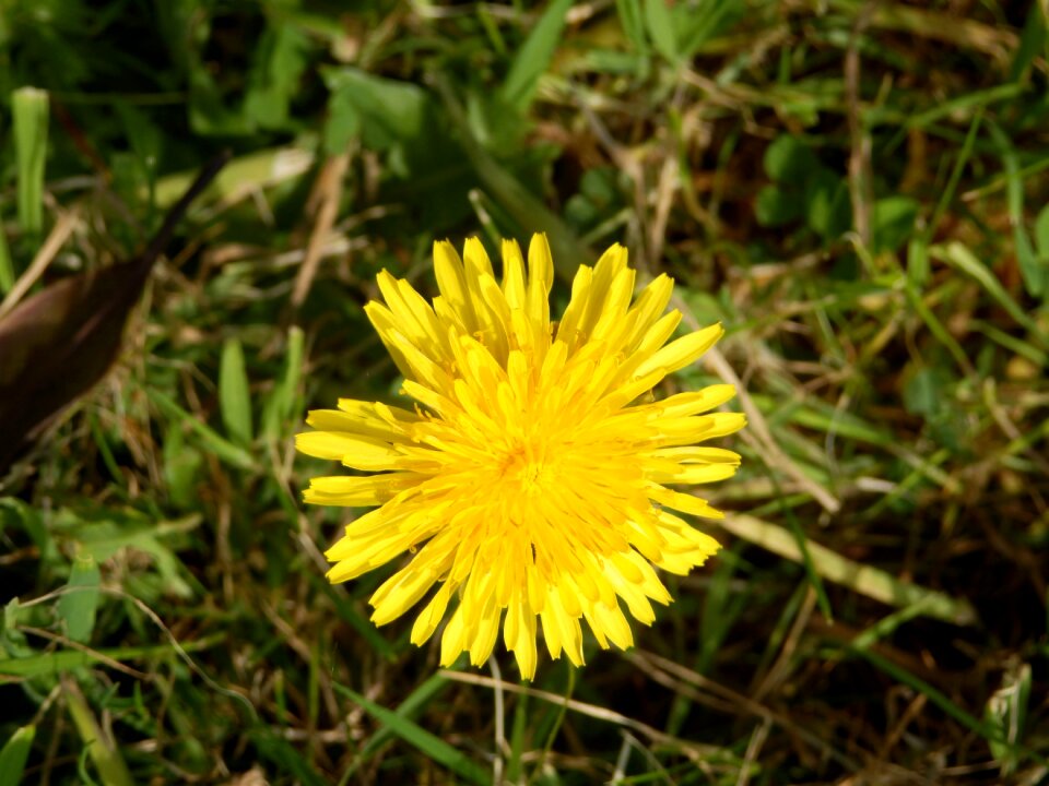 Bloom yellow plant